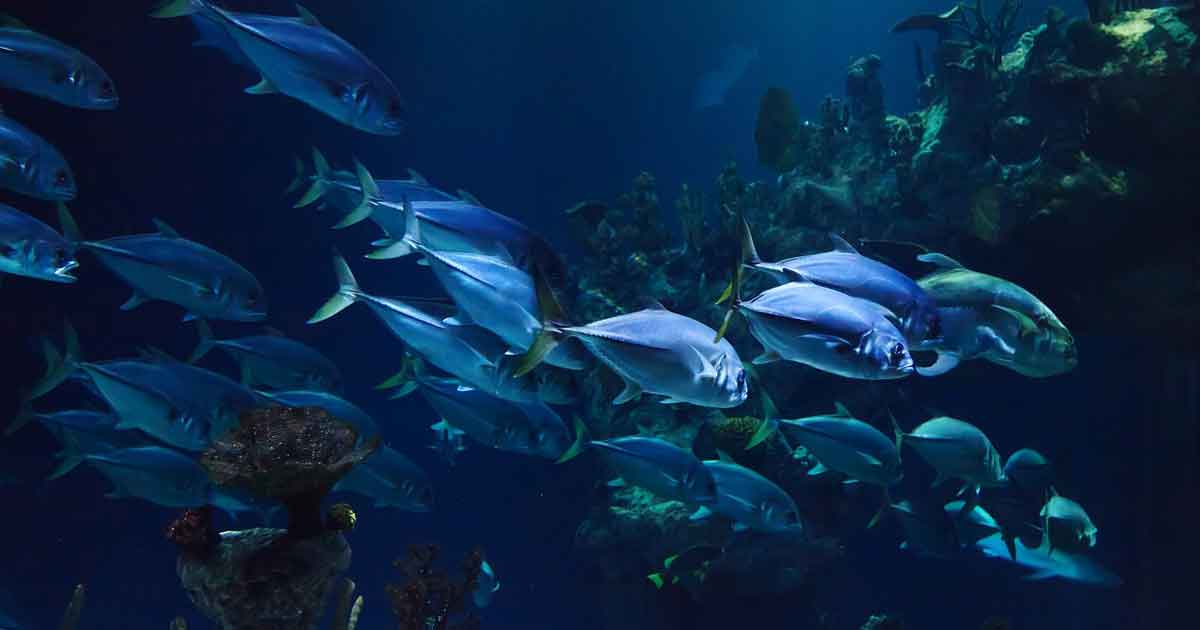 Immersione-snorkeling-Mar-Rosso