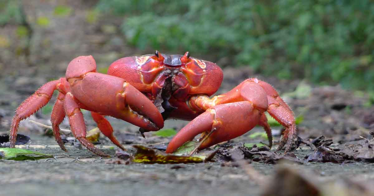 Isola di Natale, Australia Occidentale