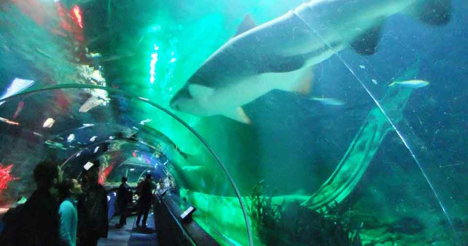 Kelly_Tarlton_Sea_Life_Acquario Auckland