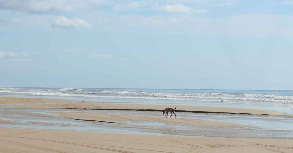 K'gari (Fraser Island) dingo sulla spiaggia