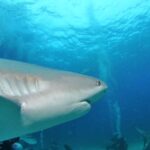 Immersione con gli squali a Stuart Cove nassau-bahamas